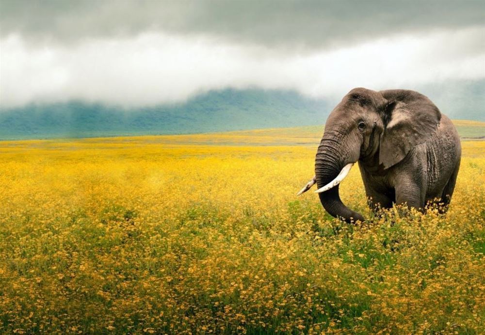 MANYARA, SERENGETI, NGORONGORO & KARATU